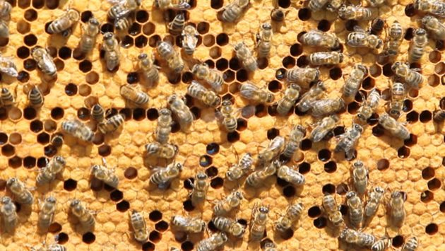 При подготовката на пчелните семейства за зазимяване е необходимо да се създадат оптимални условия за отглеждане на млади пчели през есента