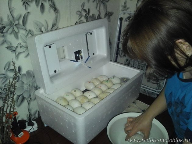Дезинфекцираните яйца се редят в инкубатора хоризонтално. Трябва да ги обръщате ръчно.