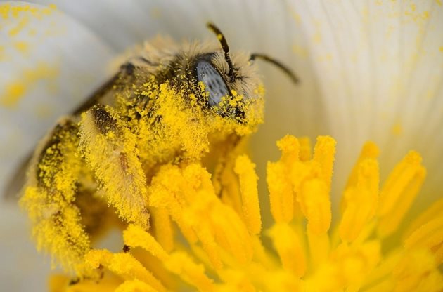 Експериментите с пчели доказват, че пчели, които носят прашец с „противоположната“ мастна киселина, танцуват по-енергични танци, информиращи други пчели за местоположението на поленовите източници.