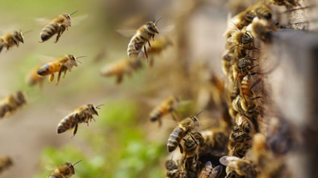 Ако преглежданото семейство е силно възбудено и голям брой пчели кръжат наоколо и яростно налитат да жилят, най-правилно е да се преустанови работата и кошерът да се затвори.
