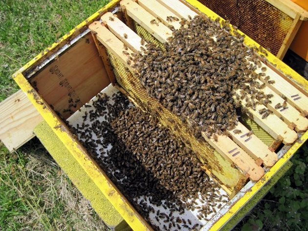 При пролетния преглед е възможно пчеларите да установят умрели пчелни семейства поради  гладна смърт, и то при наличие на качествена храна. Най-често това се наблюдава в някои семейства със стари майки.