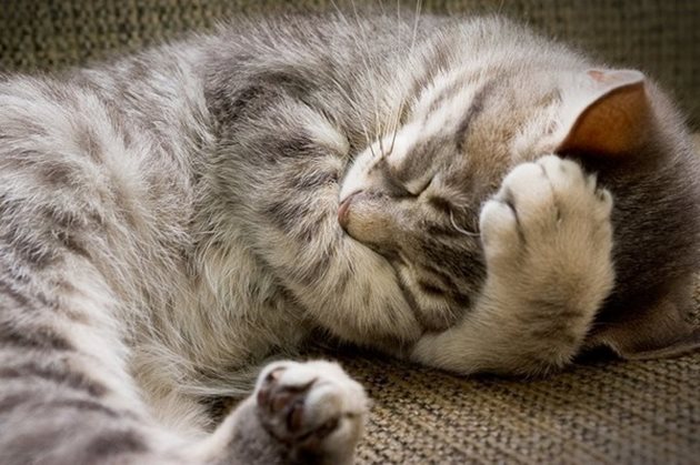 Котките проспиват 2/3 от живота си