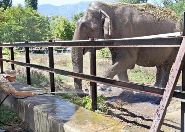 Мият слона в Софийския зоопарк.