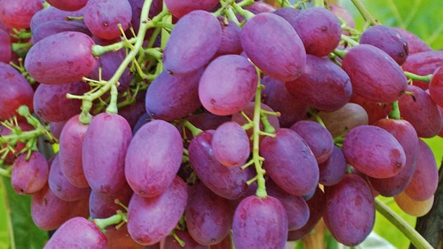 Петмезът от грозде е нещо много вусно, а всеки сам решава и какви други плодове може да прибави