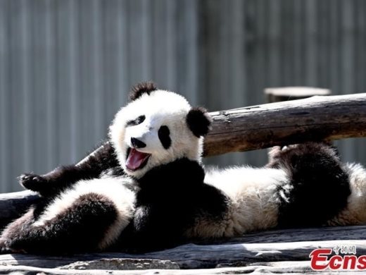 Защитата на пандите в Китай е генерирала огромни икономически ползи
