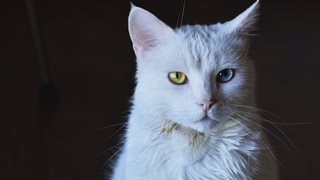 Какво причинява учестено дишане при котките?
