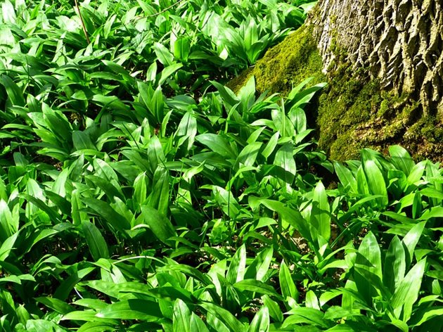 Над 28 000 вида растения имат медицински свойства. СНИМКА: Pixabay