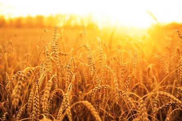 През петдесетте години на XX век ръждата поразява нивите в Северна Америка и унищожава около 40% от реколтата. Оттогава учените работят върху създаването на нови сортове, устойчиви на ръжда, за повишаване на имунитета на пшеница.