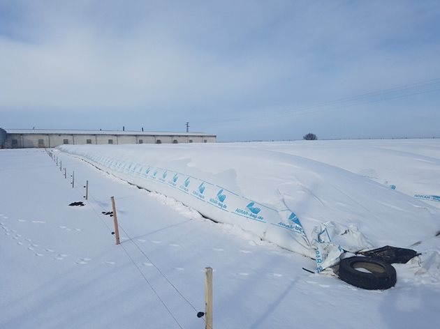 Тунели за съхранение на зърно през януари край стопанството на фирма "Хелга- Светла Стоянова". Електропастир ги пази от животни
