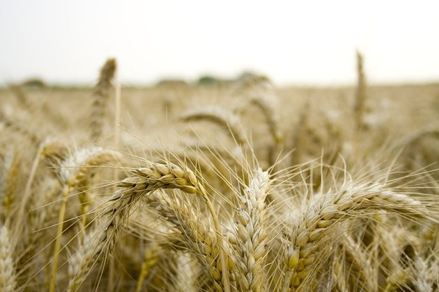 ЕС ще преразгледа правилата за ГМО, за да разхлаби ограниченията върху генно редактираните култури. Снимка: Pixabay