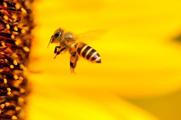 Учените са разработили миниатюрни „раници“ за пчели, които съдържат сензори, събиращи данни за околната среда.