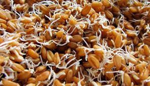 Покълналото зърно попълва острия сезонен недостиг на витамини и минерали при животните