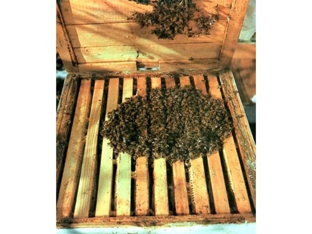 Пчеларят - ако успее и може да ги създаде - трябва да бъде сигурен, че силата и възможностите на неговите пчели са съхранени такива, каквито са били през есента.