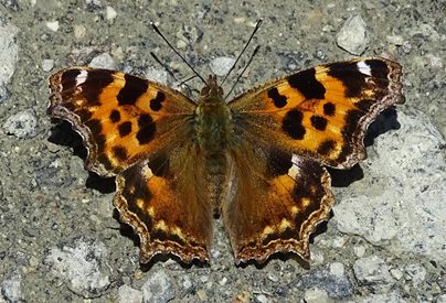 Обява за провеждане на обществени обсъждания на Плана за действие за опазване на пеперудата бяло-V (Nymphalis vaualbum) в България
