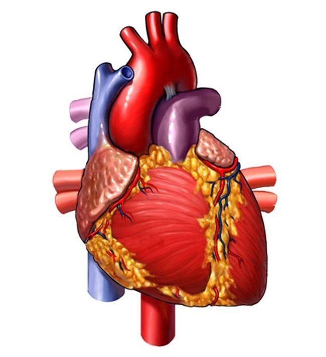 Нов шанс за борбата със сърдечните проблеми