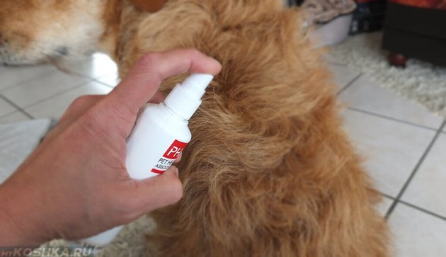 Както и да е предпазено от кърлежи кучето ви, най-добре е преди всяка разходка да го напръскате с инсектидициден спрей