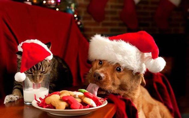 Ако давате солено или пушено месо на котката или кучето - язвата им е в кърпа вързана. А стомасите и на двата вида животни не са приспособени да усвояват сладки храни.
