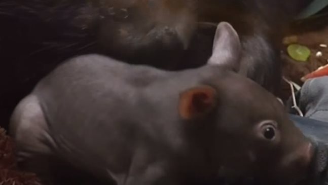 Бебе вомбат стана сензация в германски зоопарк (Видео)