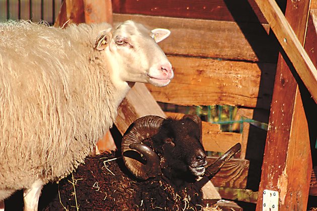 Крави, прасета, пилета, овце и кози (в по-малка степен) изискват умерен термичен режим, така че е по-добре да се изгради обща плевня за тях