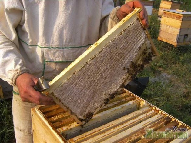 Пчеларят трябва да знае как са изградени пчелните пити и гнездо