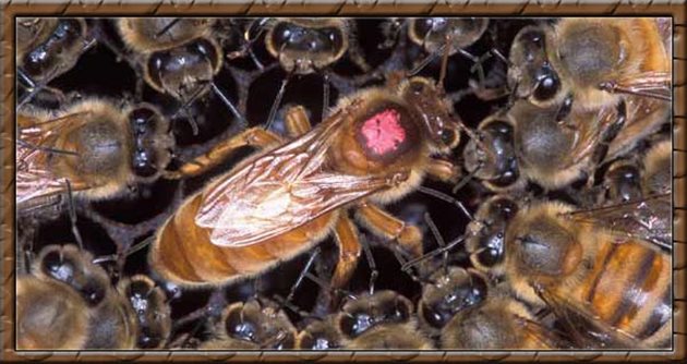 Някои пчелари си произвеждат пчелни майки чрез самосмяна