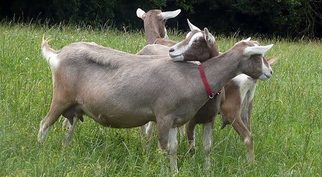 Тогенбургските кози са високомлечни и се приспособяват към температурните и други промени много по-бързо и лесно от останалите кози