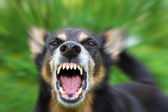 5 Кинофобия (страх от кучета) – Ето ви и нещо изненадващо. В предните няколко случая е лесно човек да намери обяснение на страха, но да се плашиш до такава степен от кучета, че да губиш разсъдъка си, това вече е странно. Неслучайно ги наричаме „най-добрият приятел на човека“, но ето, че мозъкът ни може да действа толкова нелогично, че дори да ни отблъсква от най-любвеобвилните създания на света.