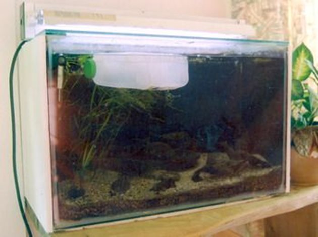 Специалистите препоръчват да се сложат в аквариума две пластмасови бутилки със замразена вода