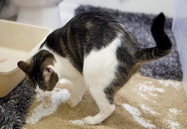 Спазвайте перфектна хигиена при отглеждането на котка в дома си.
