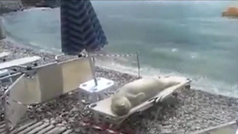 Камера засне морж, излегнал се на шезлонг (Видео)