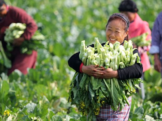 Растат доходите на китайските земеделци в бедните райони