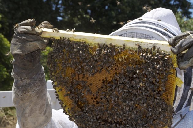Много от професионалните пчелари са привърженици на естествените методи на борба с аскосферозата. Те напълно изключват използването на препарати и залагат на естествените методи. Вижте кои са те!