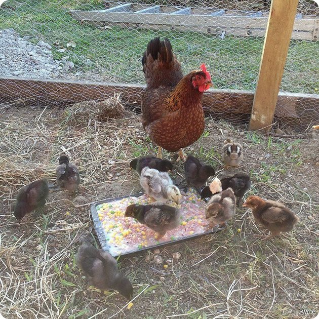 До 9-дневна възраст пилетата се хранят 6 пъти дневно
