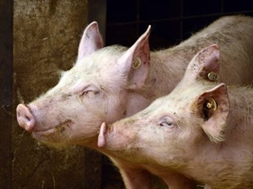 Великобритания търси спешно 800 касапи на свине