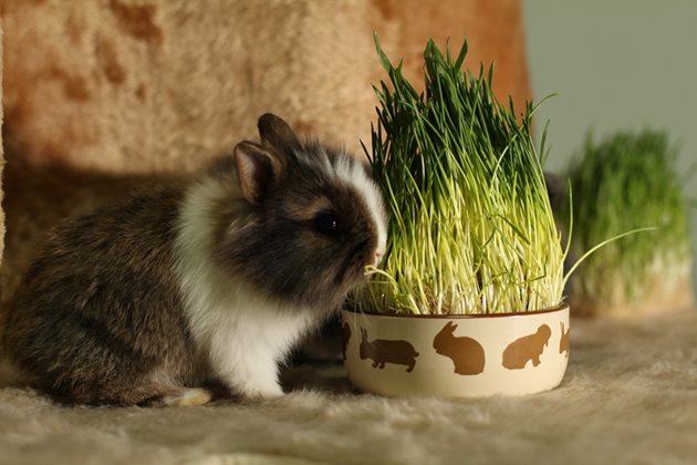 Зайците са тревопасни и охотно ядат сено, зелен фураж, зеленчуци, плодове, овес и други зърнени фуражи. Важно е винаги да имат достъп до прясна питейна вода.