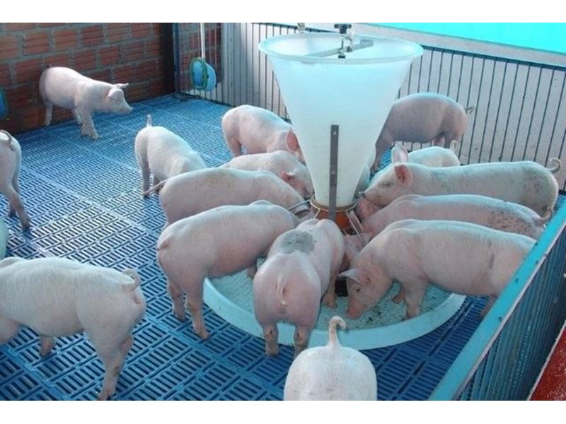 Защо германските фермери угояват свинете само до 112-115 кг ...