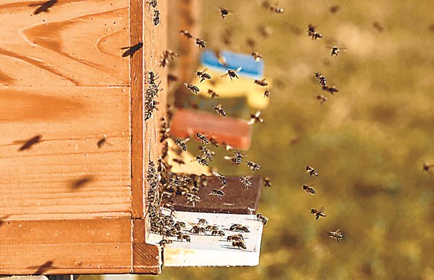 В много райони пчелите вече са активни. Работничките разпечатват мед и освобождават килийки от средата на гнездото. Но при рязко застудяване и недостиг на храна рисковете за семействата са големи,още повече, че някои вече отглежда и пило
