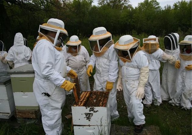 Добре е всеки пчелар да е минал курс по растителна защита. Снимка kvalifikator.bg