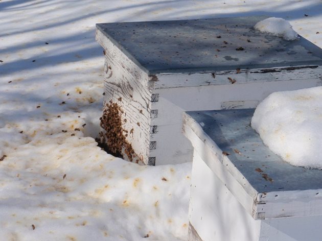 Ако не сте зазимили добре пчелните семейства, очаквайте загуби, напомнят професионалните пчелари. Много слабите семейства могат да загинат от студ особено при продължителни остри студове.