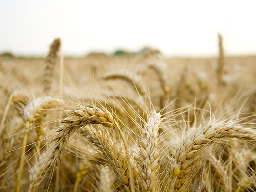 Украйна изнася над 42,91 милиона тона зърнени култури