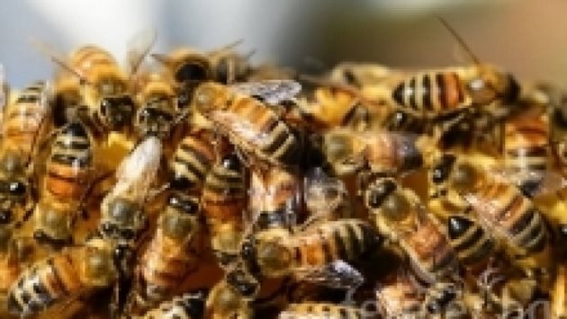 През пролетта със затопляне на времето пчелното кълбо се отпуска и няма остри граници. Вътре има пило (неизлюпени пчели). 