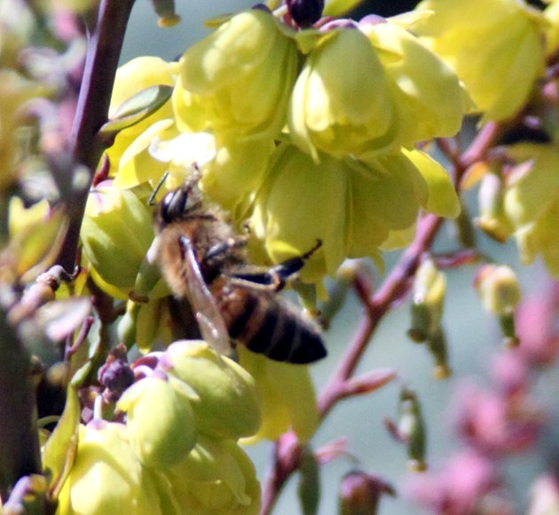 промените в климатичните модели също могат да повлияят на сезонната наличност на цъфтящите растения. Това изисква пчеларите да използват изкуствени източници (захарен сироп, царевичен сироп и полени заместители), за да се опитат да посрещнат повишените хранителни нужди на своите пчелни семейства.