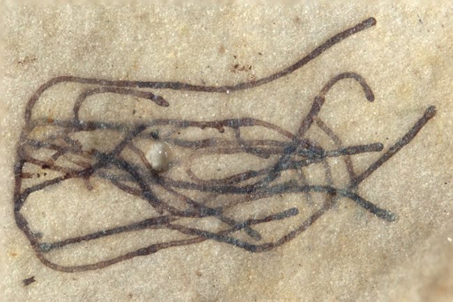 Водораслото Proterocladus antiquus СНИМКА: Ройтерс