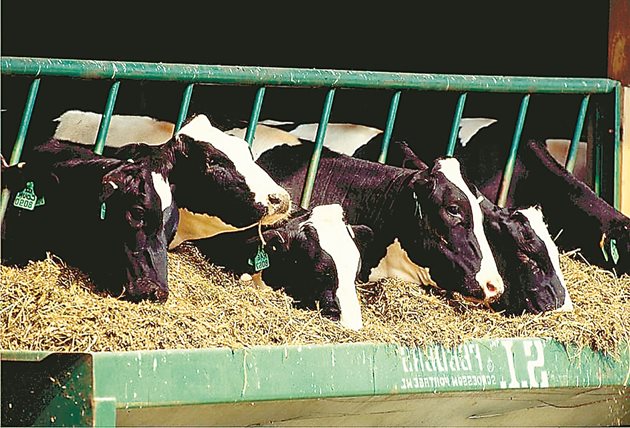 Високите разходи за фураж за фермерите в ЕС ги принуждават да се справят без концентрати в храненето. А това оказва допълнително отрицателно въздействие върху количествата на доставяното мляко и млечните съставки.