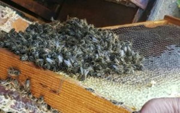 Пчелите събират нектар и пълнят питите с бял киркизки мед