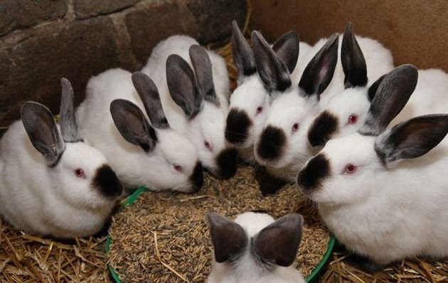 В края на зимата повечето зайци се намират в един хроничен недостиг на важни хранителни вещества