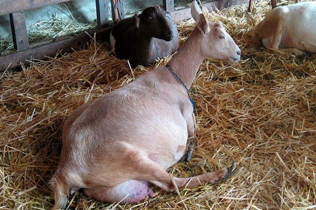 По време на пресушването на козата млечната жлеза си почива: старите жлезисти клетки се заменят с нови, готови за синтезиране на коластра