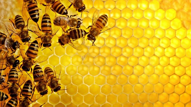 Строителната рамка се използва освен за отглеждане на пило и складиране на мед и за други допълнителни дейности, произтичащи от желанията на пчеларите.