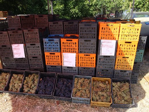Стартира търговията с виненото грозде в Монтана