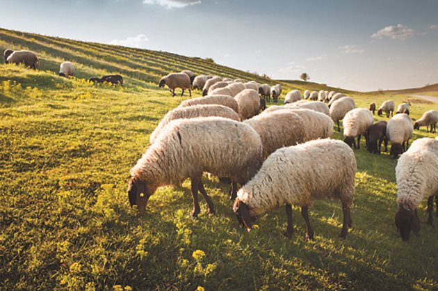 За да избегнете евентуална зараза на овце и агнета и кочове, периодично променяйте мястото за паша